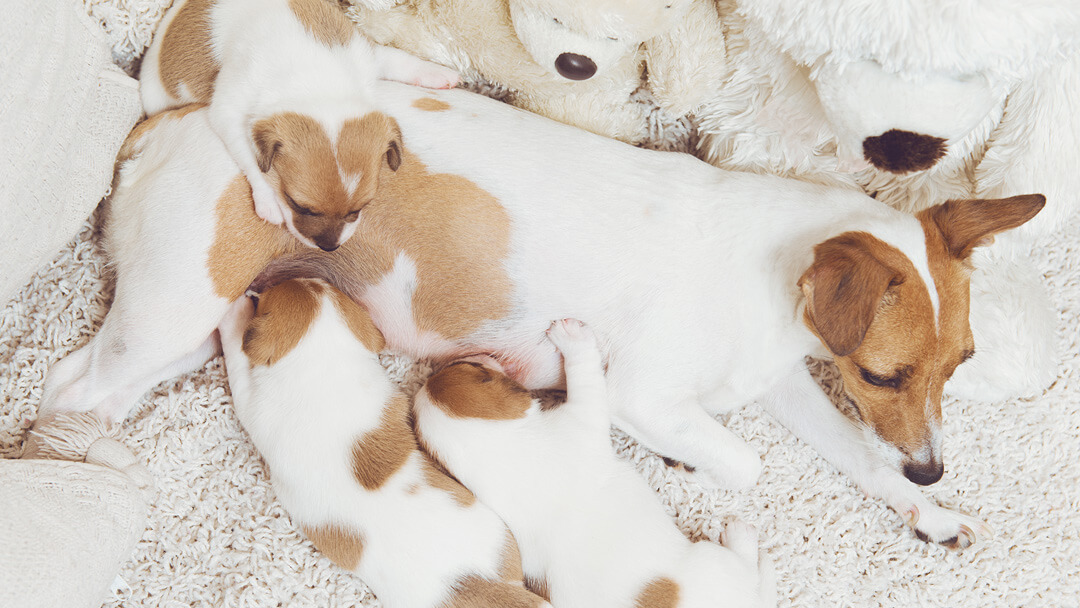 Worming sales pregnant dog